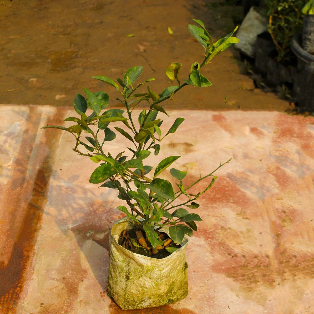 Lemon / Nimbu in 4Inch Nursery Bag