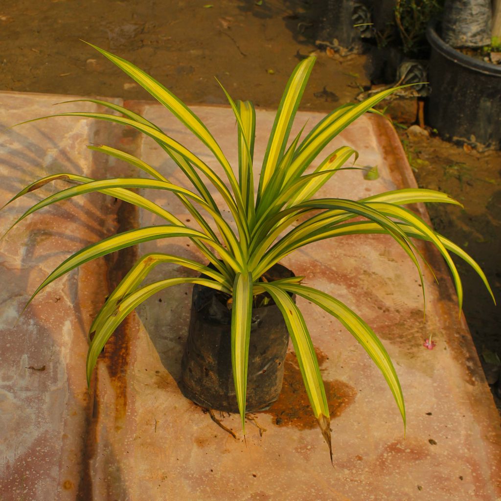 Pandanus in 6 Inch Nursery Bag