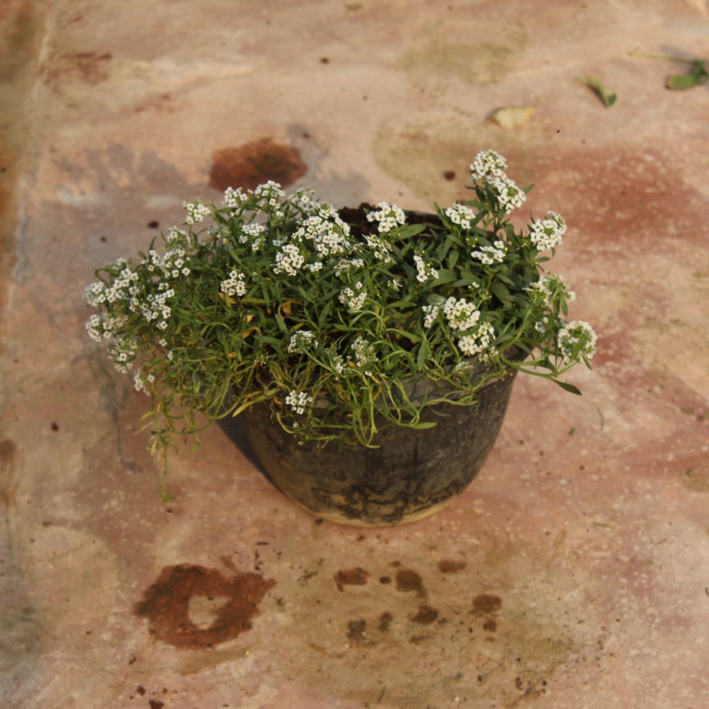 Alyssum (any colour) in 7 Inch Black Hanging Basket