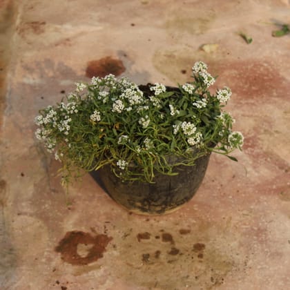 Buy Alyssum White in 7 Inch Black Hanging Basket Online | Urvann.com