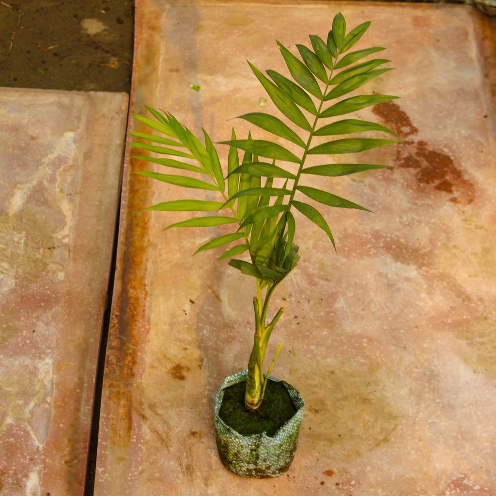 Chameadorea palm in 3 Inch Nursery Bag