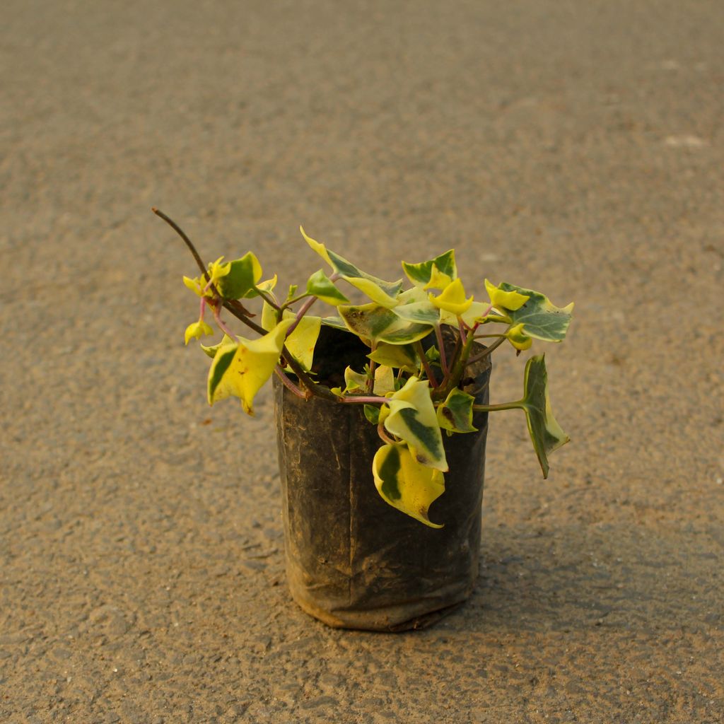 English Ivy Succulent in 3 Inch Nursery Bag