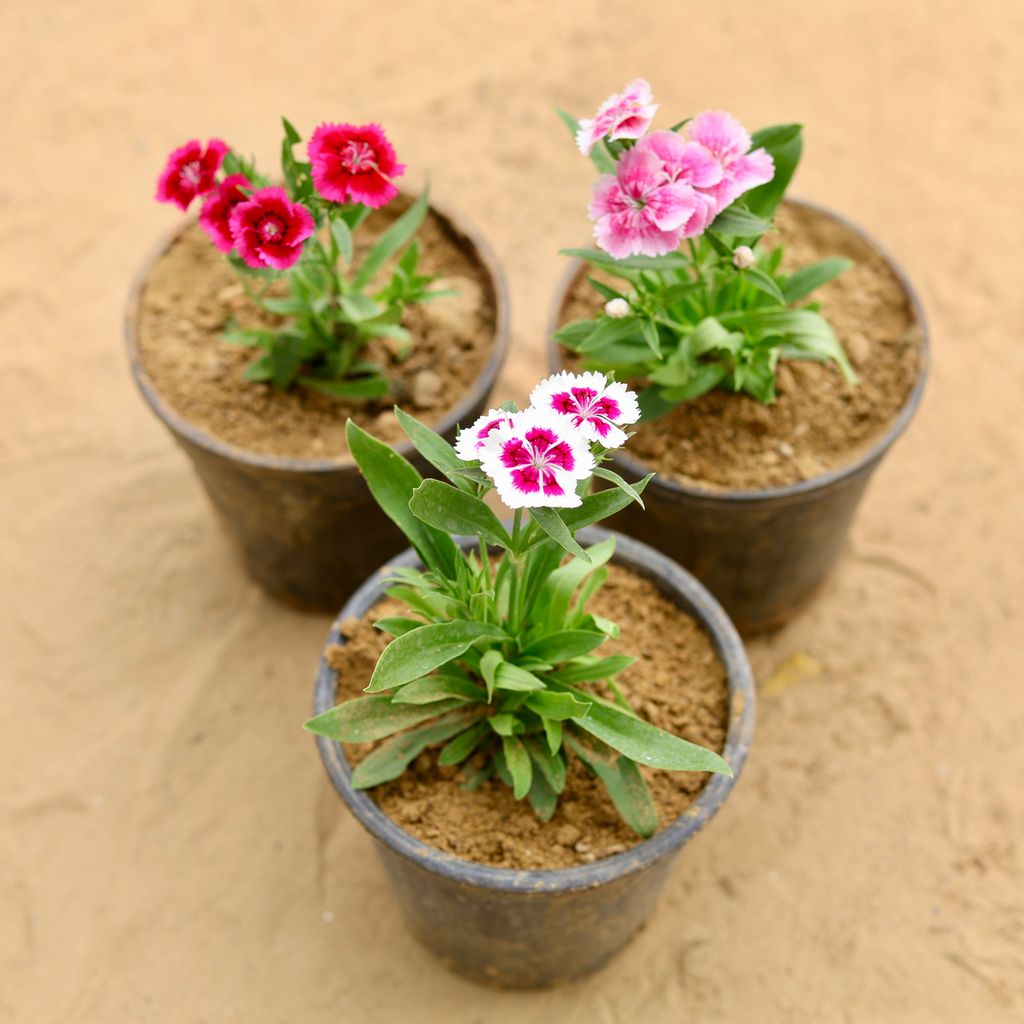 Set of 3 - Dianthus (any colour) in 4 Inch Nursery Pot