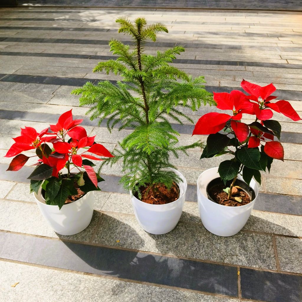 Christmas Special - Set of 3 - Two Poinsettias / Christmas Flower Red & One Araucaria / Christmas Tree (~ 3 Ft) in 8 Inch Premium White Sphere Plastic Pot