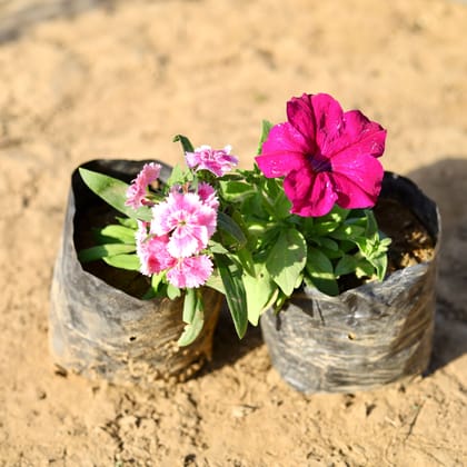 Buy Set of 2 - Dianthus & Petunia (any colour) in 4 inch Nursery Bag Online | Urvann.com