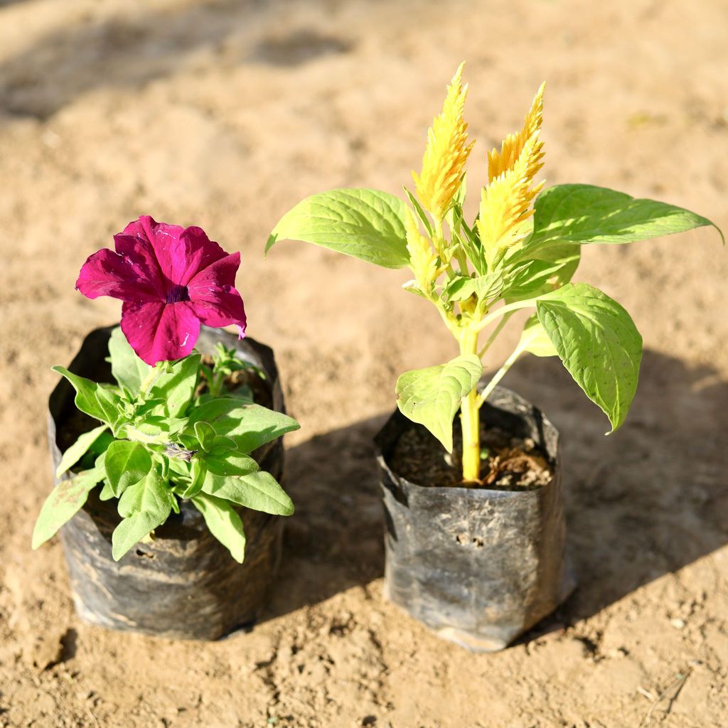 Set of 2 - Petunia & Celosia (any colour) in 4 inch Nursery Bag