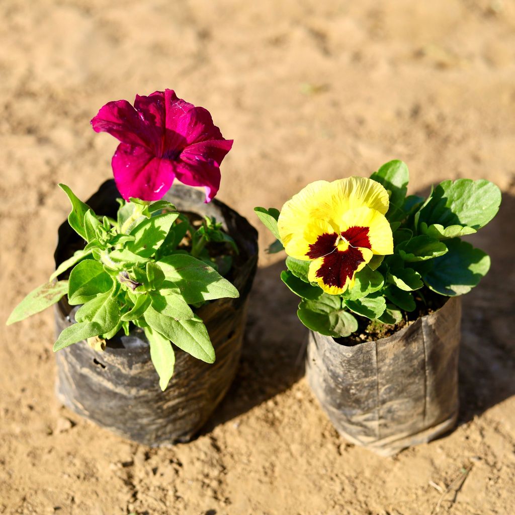 Set of 2 - Pansy & Petunia (any colour) in 4 inch Nursery Bag