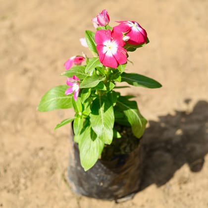 Buy Periwinkle / Sadabahar / Vinca (any colour) in 4 inch Nursery Bag Online | Urvann.com