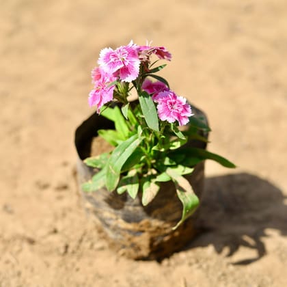 Buy Dianthus (any colour) in 4 inch Nursery Bag Online | Urvann.com