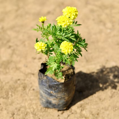 Buy Marigold (any colour) in 4 inch Nursery Bag Online | Urvann.com