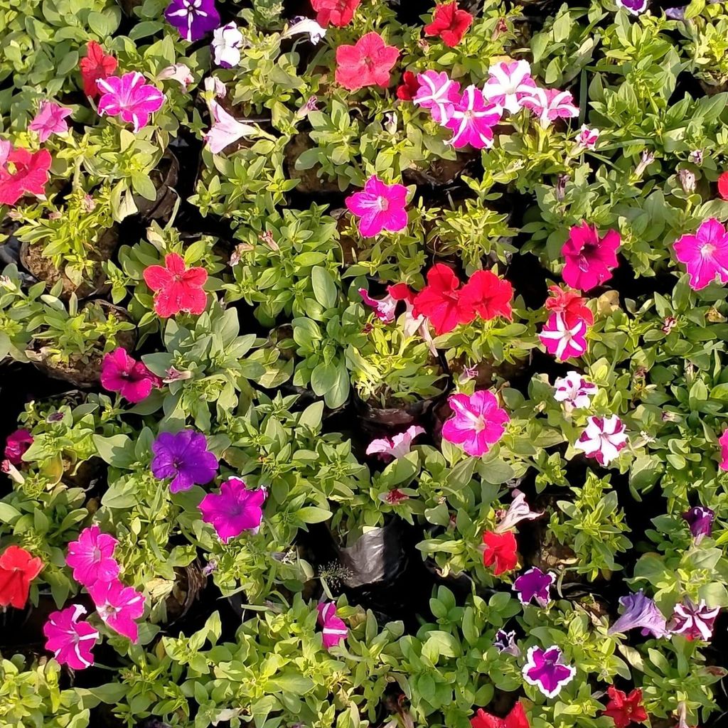 Petunia (any colour) in 4 Inch Nursery Bag