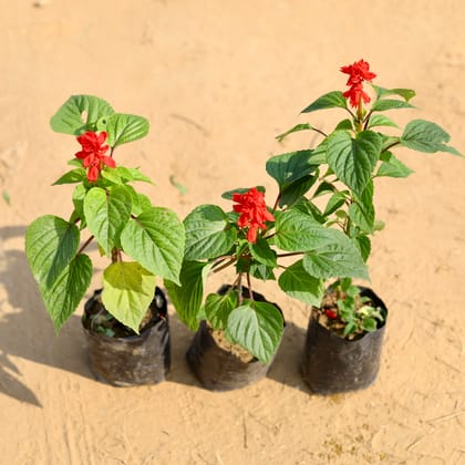 Buy Set of 3 - Salvia (any colour) in 4 Inch Nursery Bag Online | Urvann.com