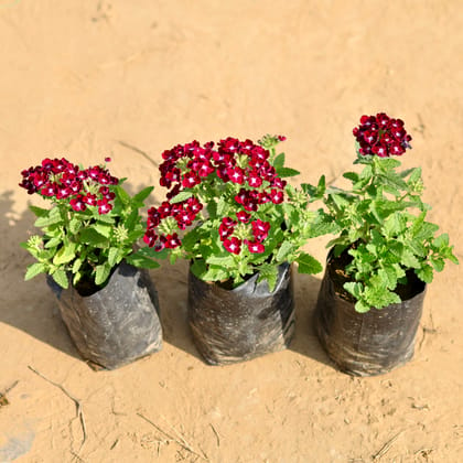 Buy Set of 3 - Verbena (any colour) in 4 Inch Nursery Bag Online | Urvann.com