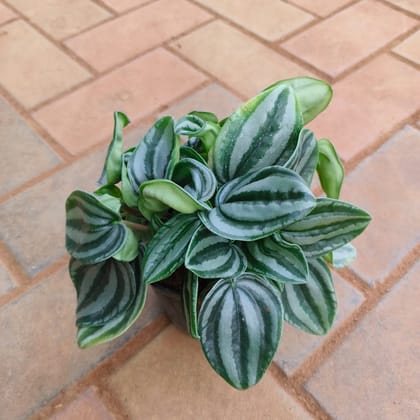 Peperomia / Radiator Plant Frost in 4 Inch Nursery Pot