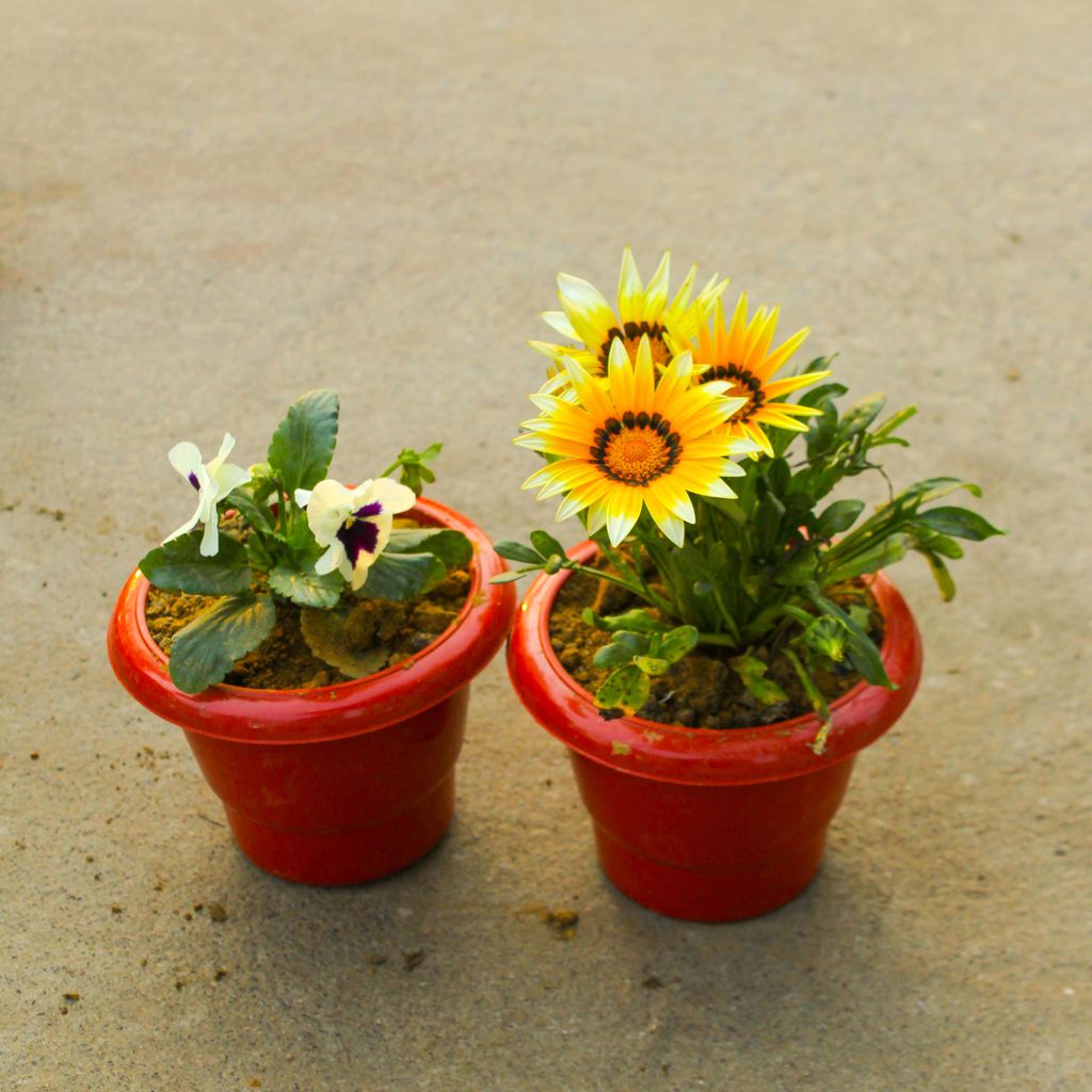 Free Next Day Delivery | Set of 2 - Pansy & Gazania (any colour) in 6 ...