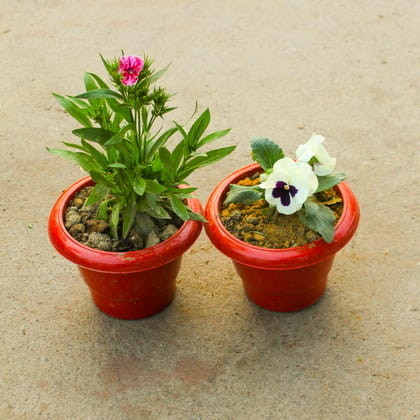 Buy Set of 2 - Dianthus & Pansy (any colour) in 6 Inch Classy Red Plastic Pot Online | Urvann.com