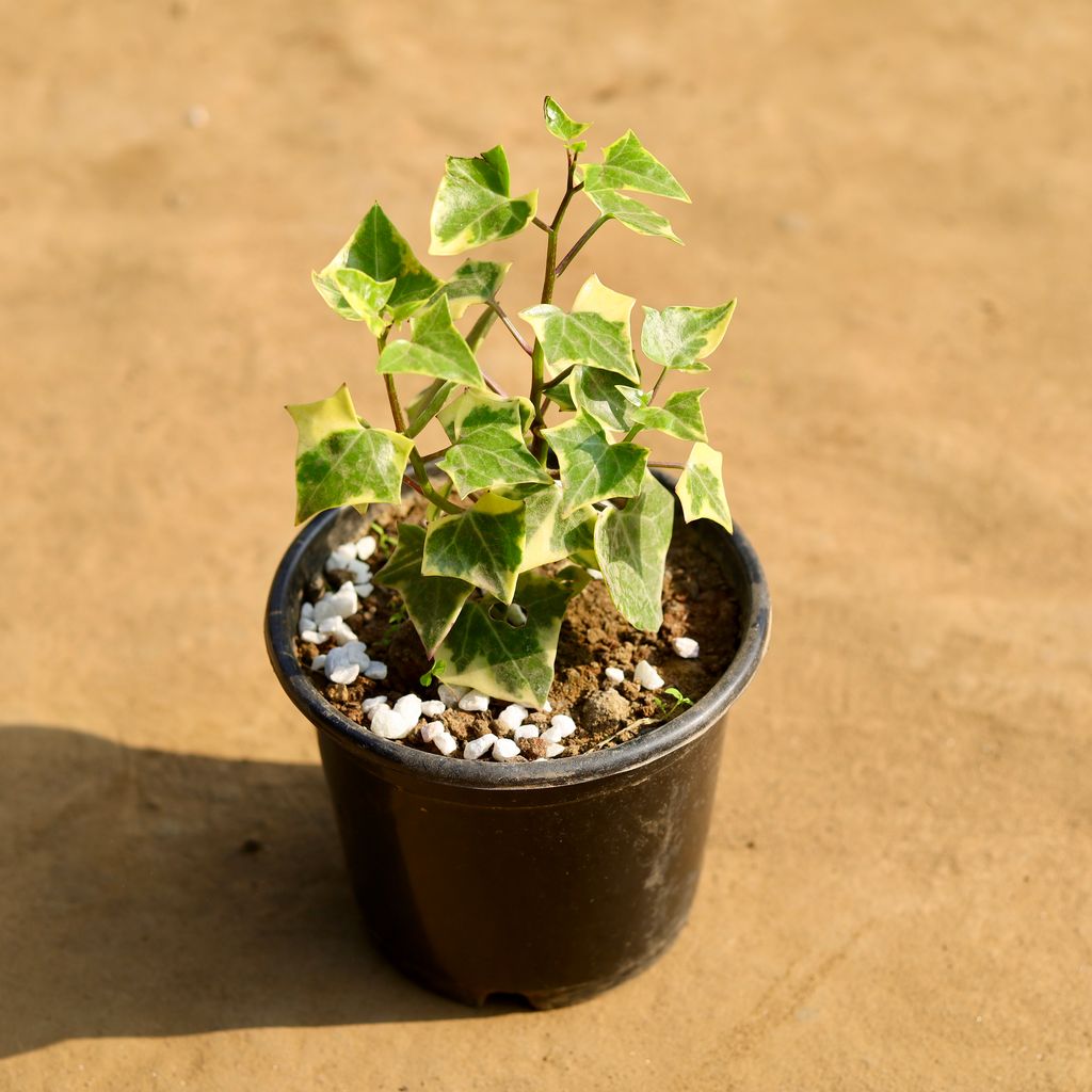 English Ivy Succulent in 6 Inch Nursery Pot