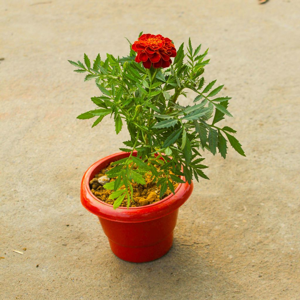 Marigold Jafri (any colour) in 6 Inch Classy Red Plastic Pot