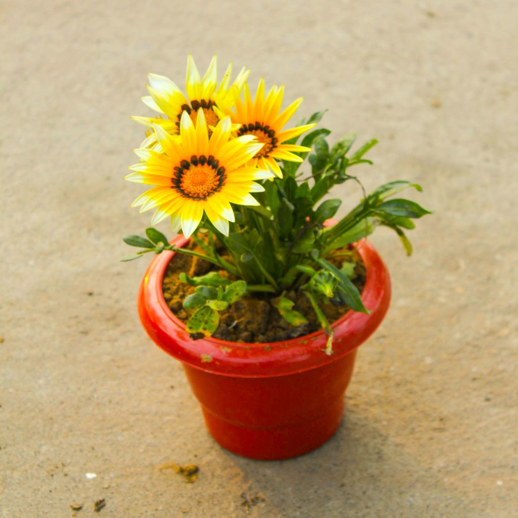 Gazania (any colour) in 6 Inch Classy Red Plastic Pot