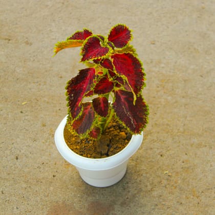 Buy Coleus Red (any design) in 6 Inch Classy White Plastic Pot Online | Urvann.com