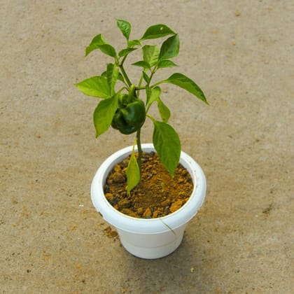 Buy Capsicum / Shimla Mirch in 6 Inch Classy White Plastic Pot Online | Urvann.com