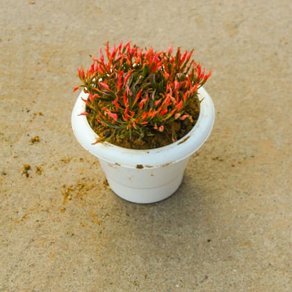 Buy Alternanthera Red in 6 Inch Classy White Plastic Pot Online | Urvann.com