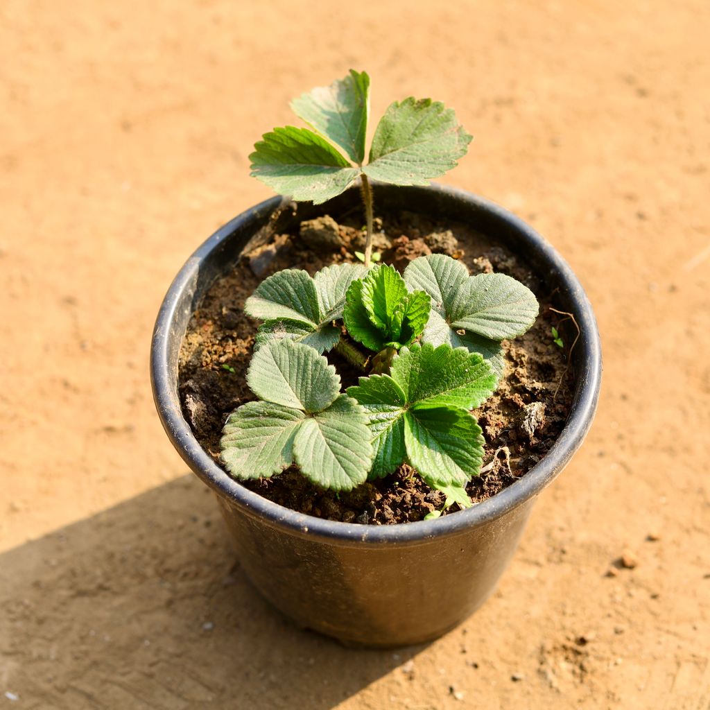 Strawberry in 6 Inch Nursery Pot