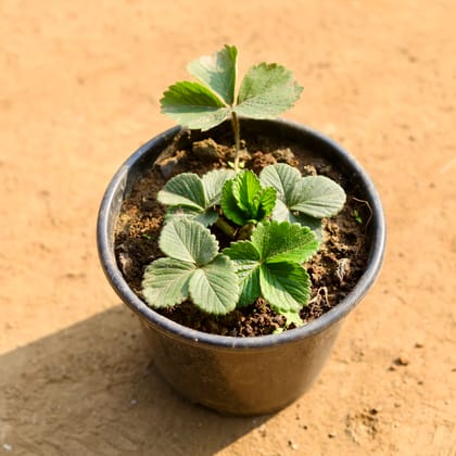 Buy Strawberry in 6 Inch Nursery Pot Online | Urvann.com