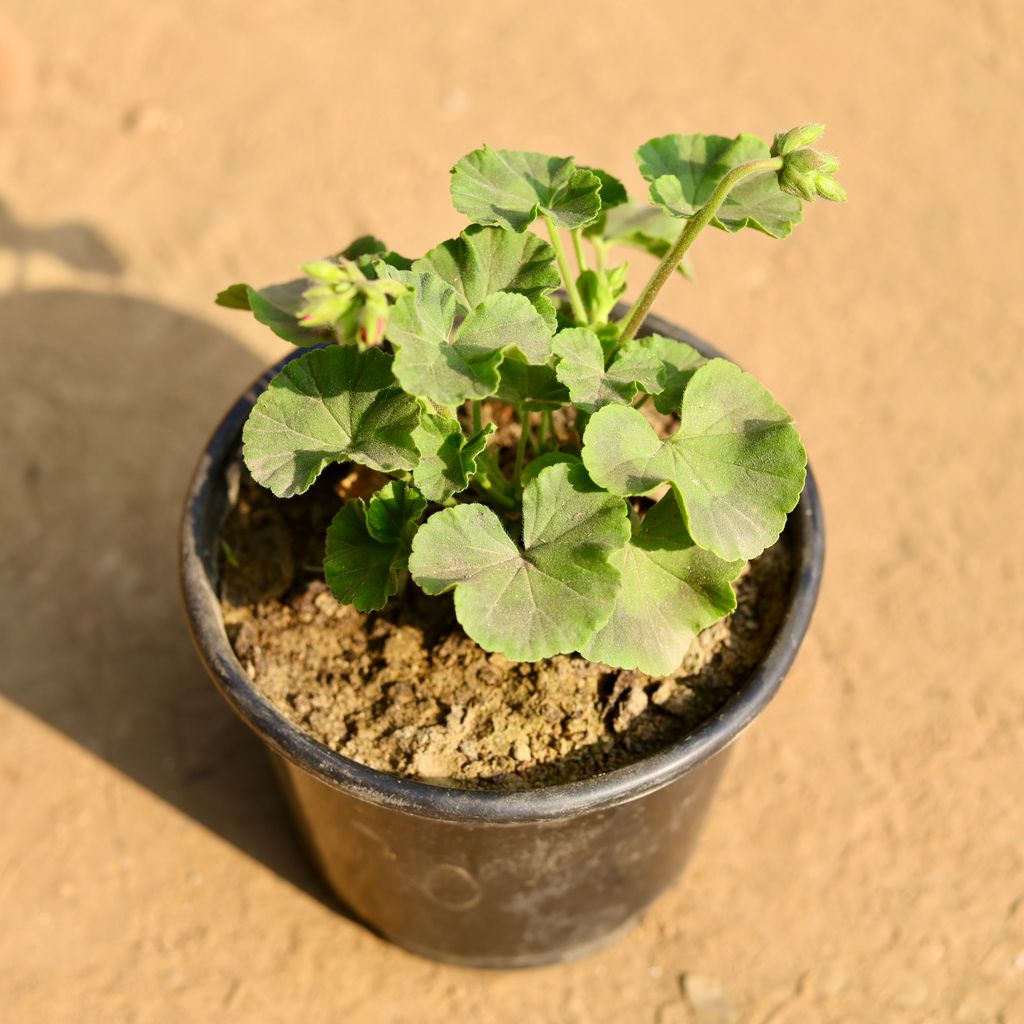 Geranium (any colour) in 6 Inch Nursery Pot