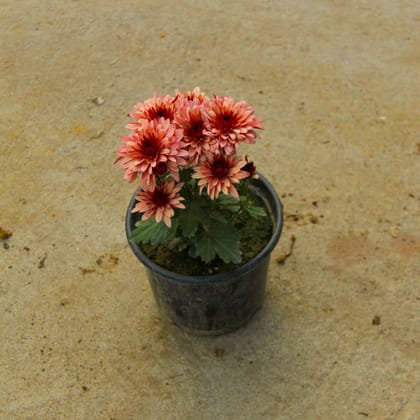 Buy Chrysanthemum / Guldawari / Guldaudi (any colour) in 6 Inch Nursery Pot Online | Urvann.com