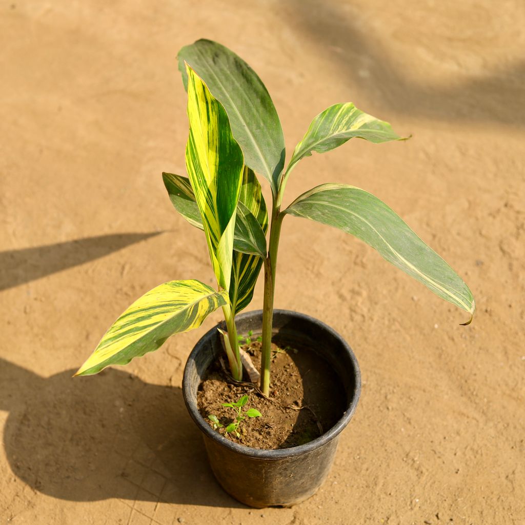 Alpinia in 6 Inch Nursery Pot