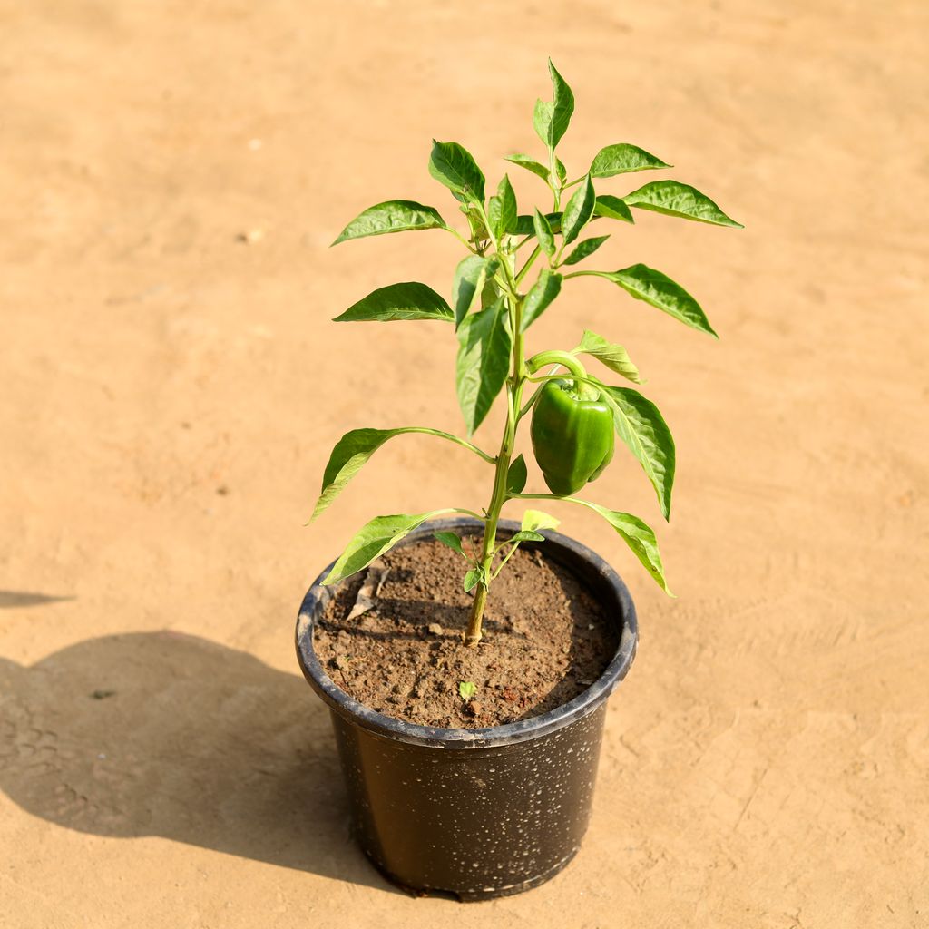 Capsicum / Shimla Mirch in 8 Inch Nursery Pot