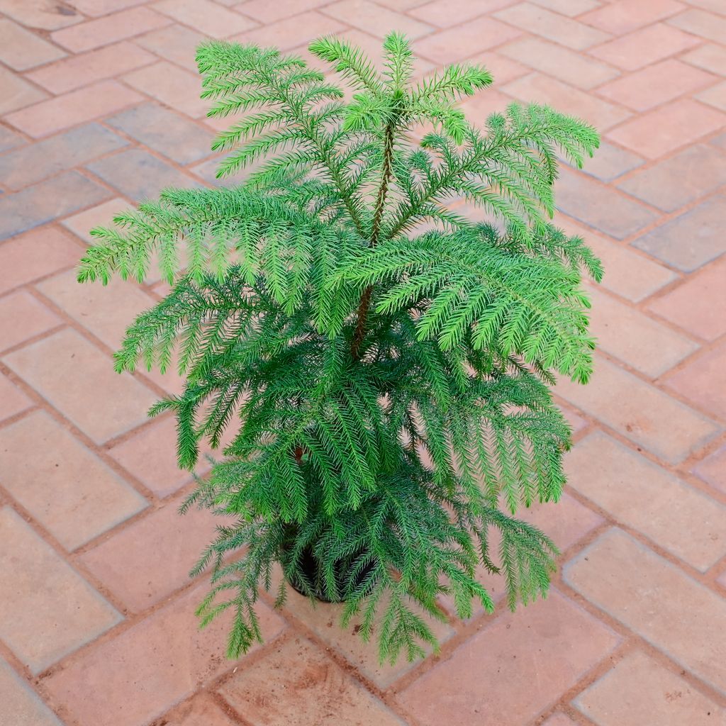 Araucaria / Christmas Tree (~ 1.5 Ft) in 5 Inch Nursery Pot