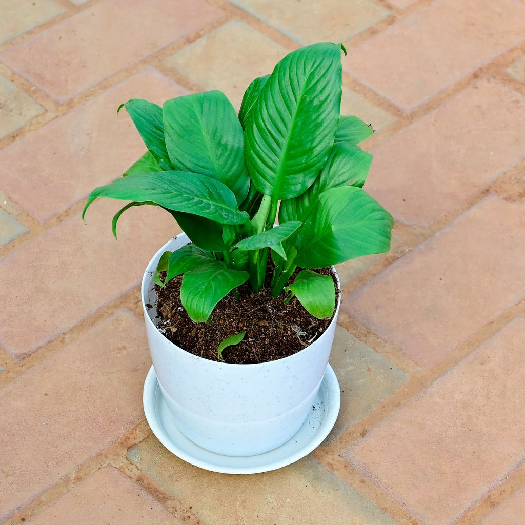 Peace Lily in 6 Inch White Premium Sphere Plastic Pot with Tray