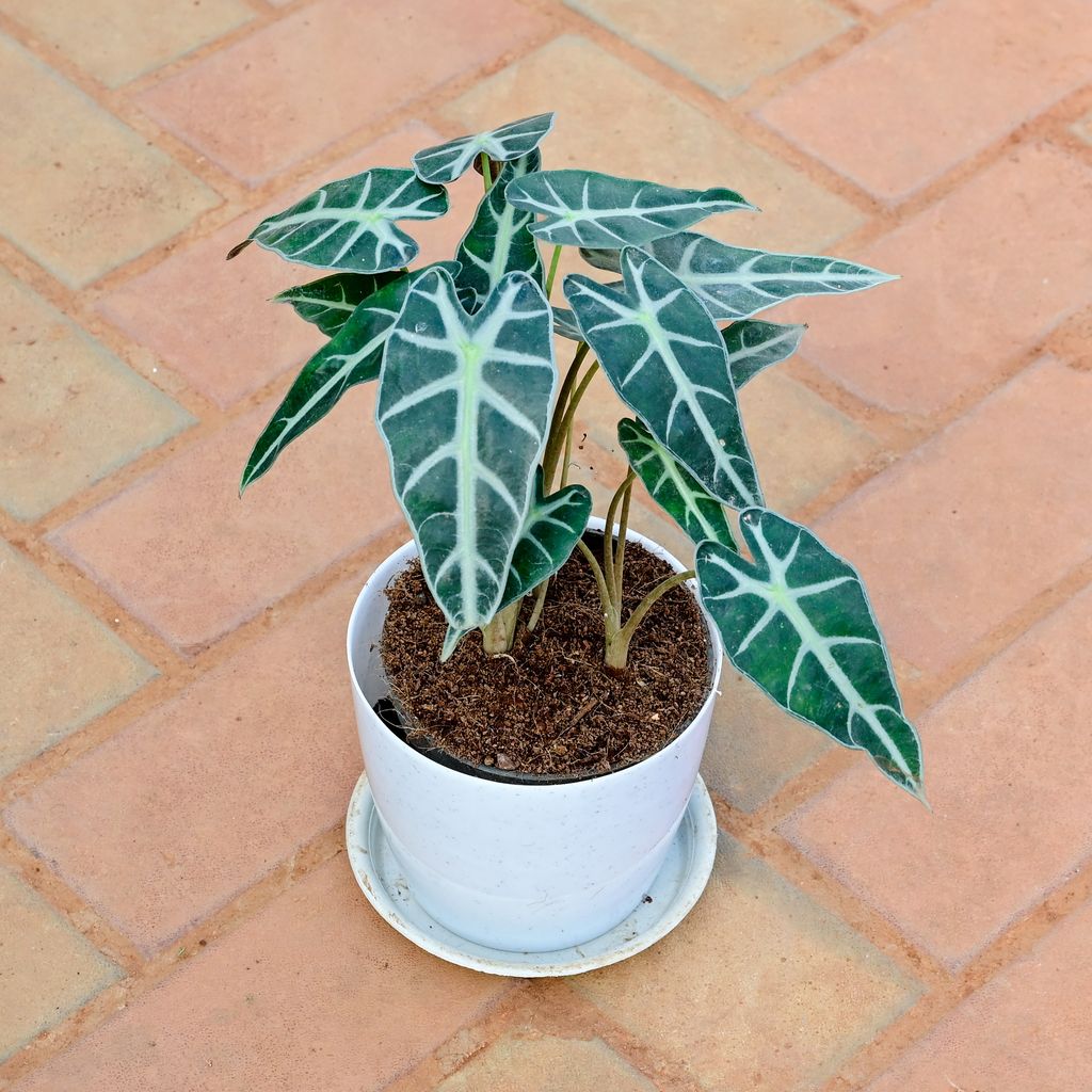 Alocasia in 6 Inch White Premium Sphere Plastic Pot with Tray