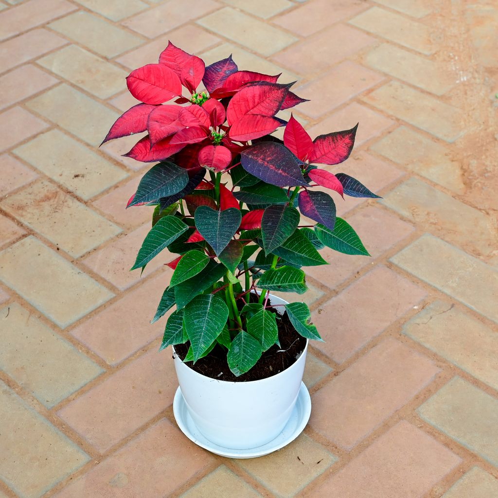 Poinsettia / Christmas Flower Red in 7 Inch White Premium Sphere Plastic Pot with Tray