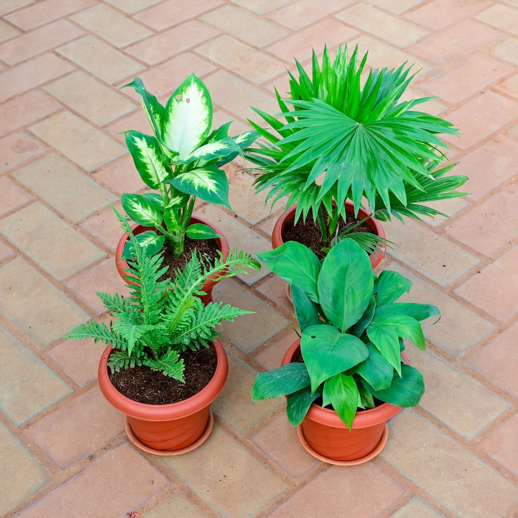 Set of 4 - Peace lily , Fern Green, China / Fan Palm & Dieffenbachia Dumbcane in 7 Inch Red Designer Plastic Pot With Tray