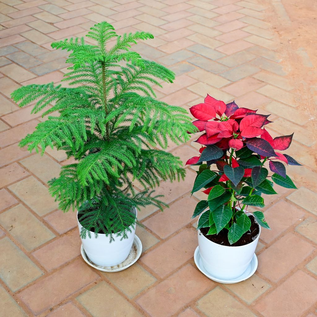 Set of 2 - Araucaria / Christmas Tree & Poinsettia / Christmas Flower Red in 7 Inch White Premium Sphere Plastic Pot with Tray