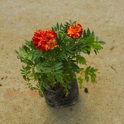 Buy Marigold / Genda Jafri (any colour) in 4 Inch Nursery Bag Online | Urvann.com