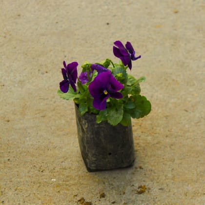 Buy Petunia (any colour) in 4 Inch Nursery Bag Online | Urvann.com