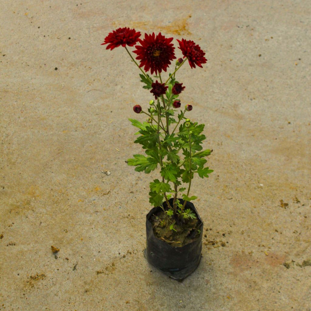 Chrysanthemum / Guldawari / Guldaudi (any colour) in 4 Inch Nursery Bag