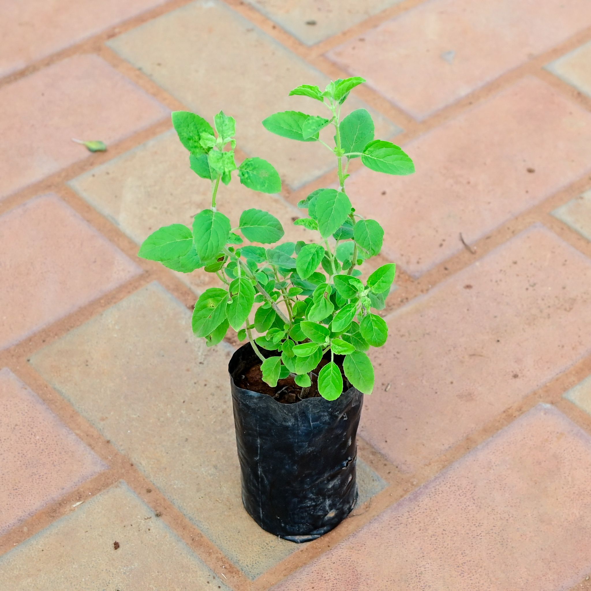 Free Next Day Delivery Rama Tulsi in 3 Inch Nursery Bag