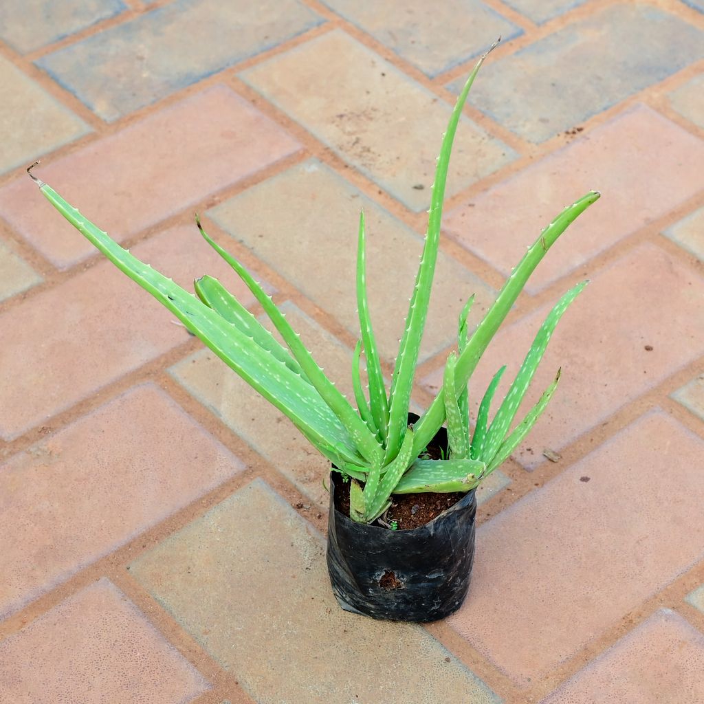 Aloe Vera in 4 Inch Nursery Bag