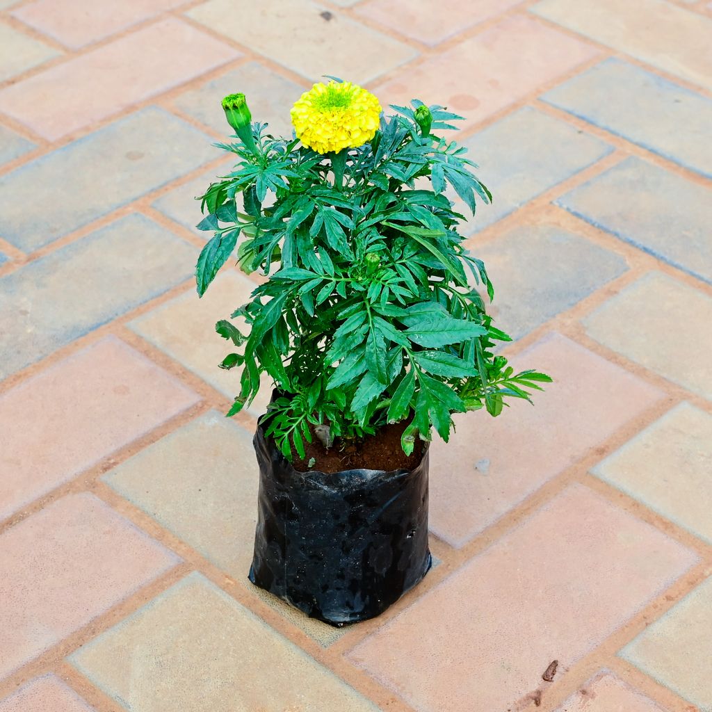 Marigold (Any colour) in 3 Inch Nursery Bag