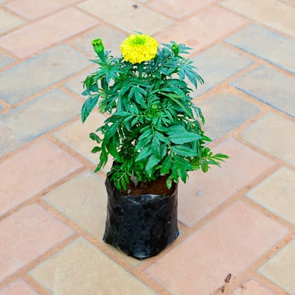 Buy Marigold (Any colour) in 3 Inch Nursery Bag Online | Urvann.com