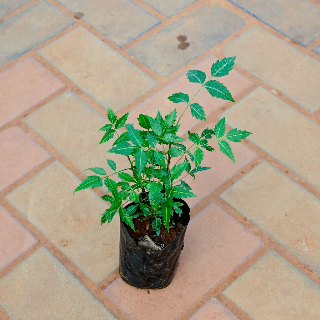 Neem / Azadirachta indica in 4 Inch Nursery Bag