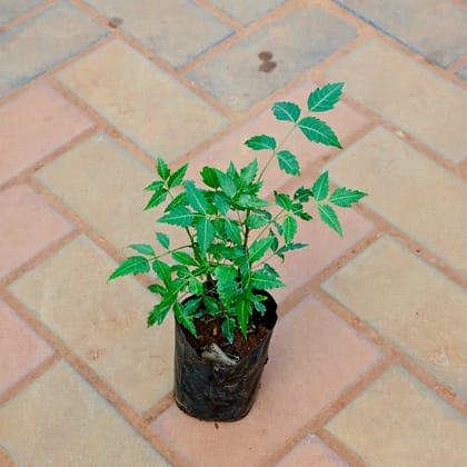 Buy Neem / Azadirachta indica in 4 Inch Nursery Bag Online | Urvann.com