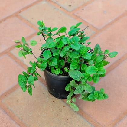 Buy Mint in 4 Inch Nursery Pot Online | Urvann.com