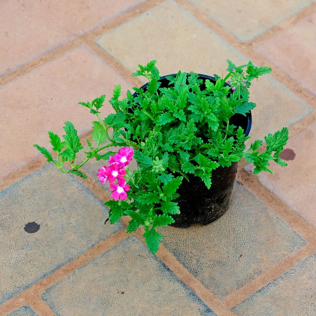 Verbena Pink in 5 Inch Nursery Pot