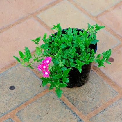 Buy Verbena Pink in 5 Inch Nursery Pot Online | Urvann.com